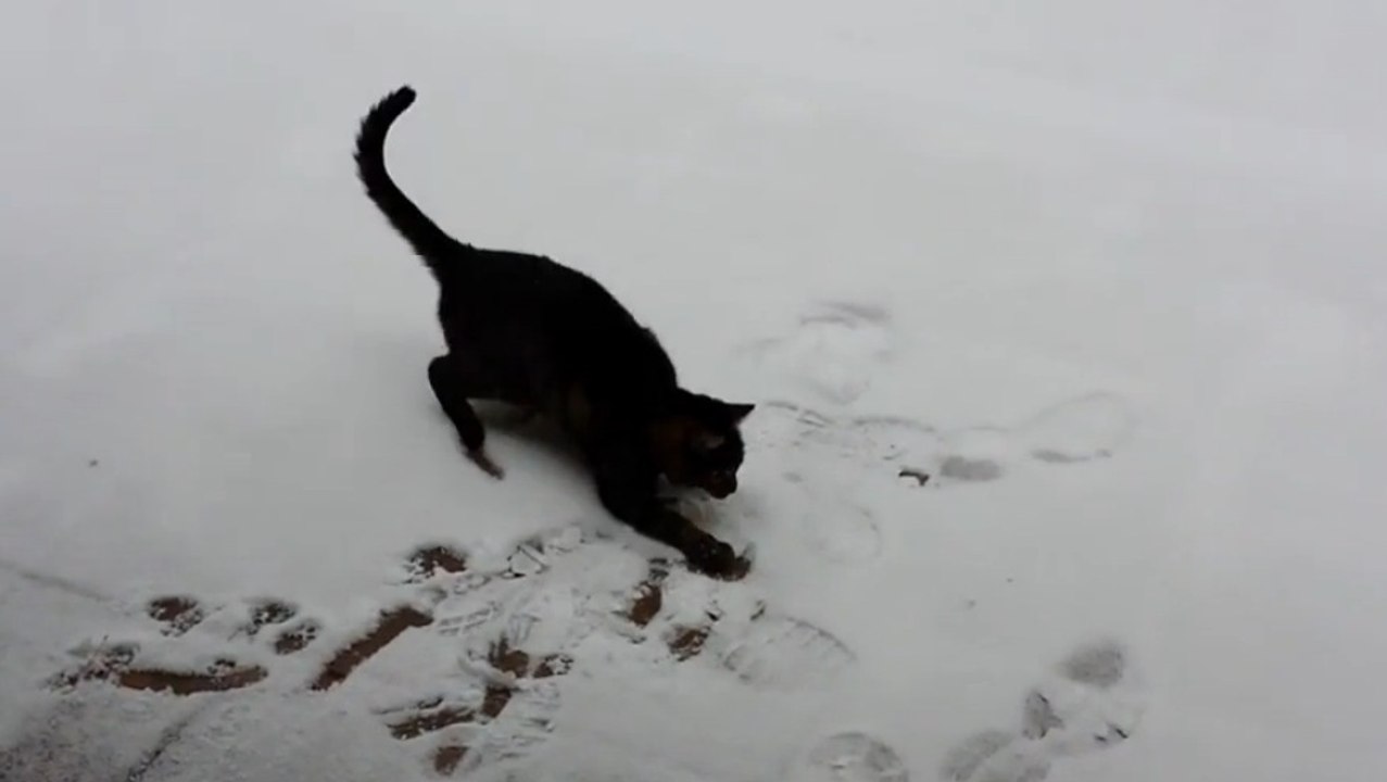 Un chat marche dans la neige pour la première fois... ENORME!!