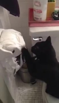 Cat Loves to Shred Toilet Paper