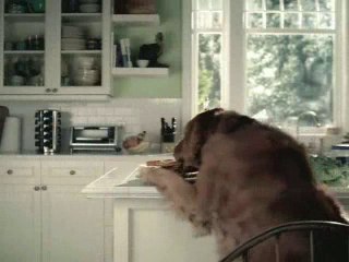 Chien malin !