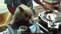 DJ Dog