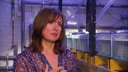 Surpêche - la fin du poisson à foison (1-2)