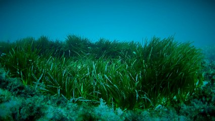 Seaquest exploring Lampedusa italy for new freediving spot
