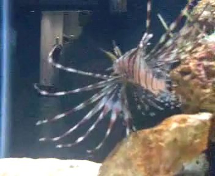 Peixe