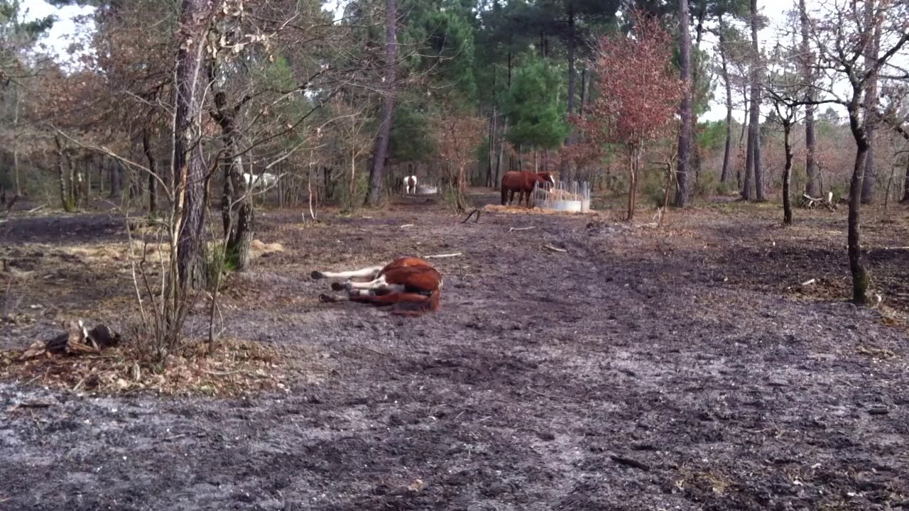 Tina se roule