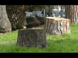 Napoli - Abbattimento alberi a Fuorigrotta, protesta dei Verdi (29.01.14)
