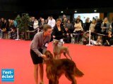2 000 chiens font les beaux au parc des expos de Troyes