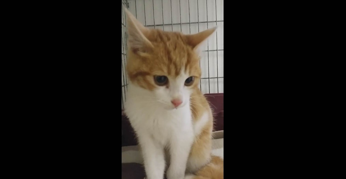 Le chat torturé retrouvé vivant mais mal en point