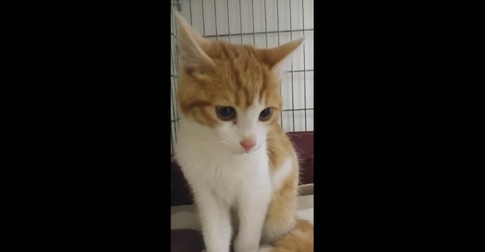 Le chat torturé retrouvé vivant mais mal en point