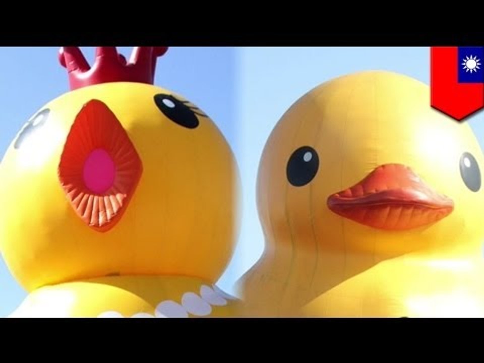 Hofman's Rubber Duck faces competition as giant golden chicken floats into Taiwan