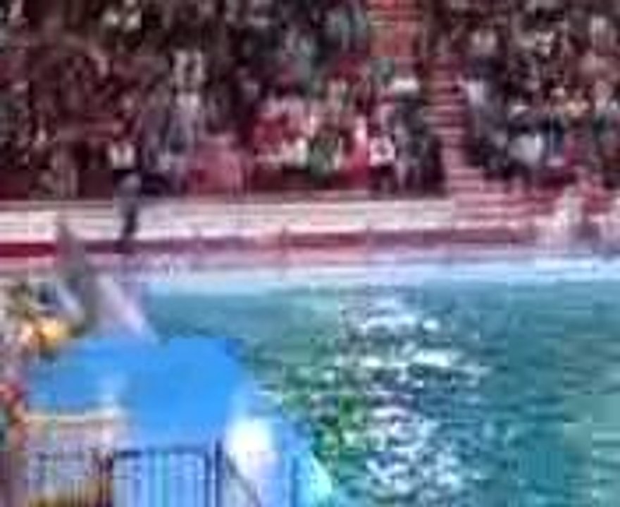 Dolphin Show
