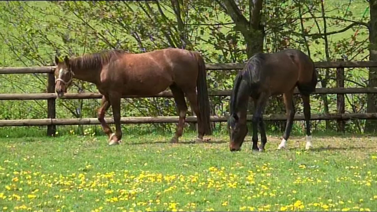 CHEVAL_EXPERIENCE