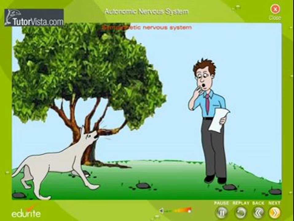 Autonomic Nervous System