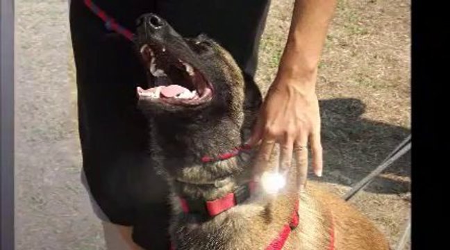 hawai du banc des hermelles