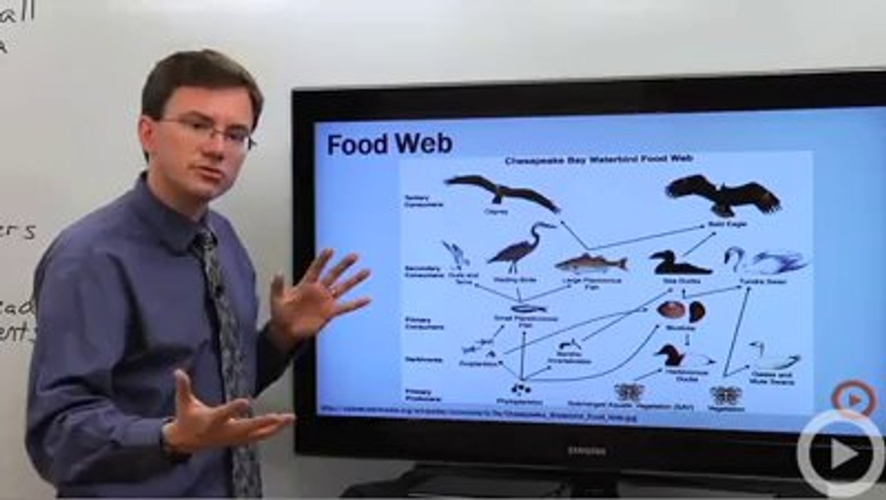 Food web
