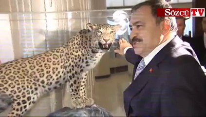 Çobanın vurduğu leopar sergiye çıktı