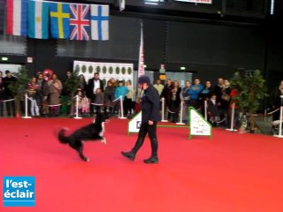 Les chiens savent aussi danser