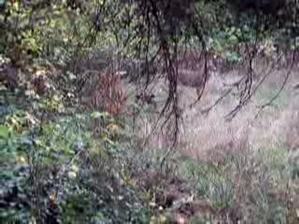 deer 23 sec.