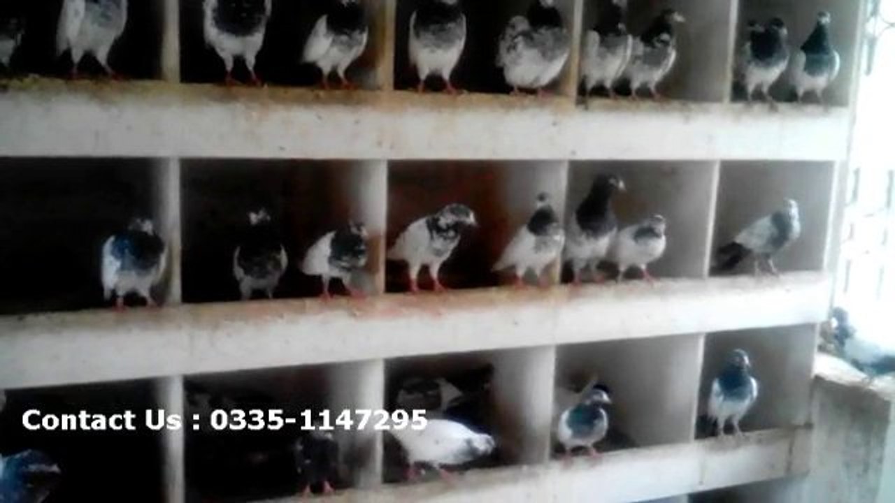 Lahori pigeon for sale, lahore pigeon for sale, teddy kabootar for sale in lahore, buy teddy kabootar