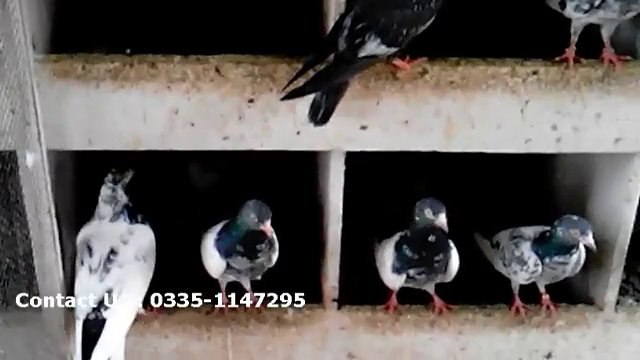 Lahori pigeon for sale, lahore pigeon for sale, teddy kabootar for sale in lahore, buy teddy kabootar
