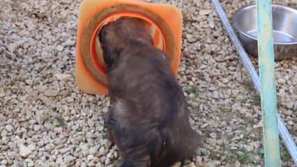 50j - 7 semaines - 02 février -ISIDORA dans la quille