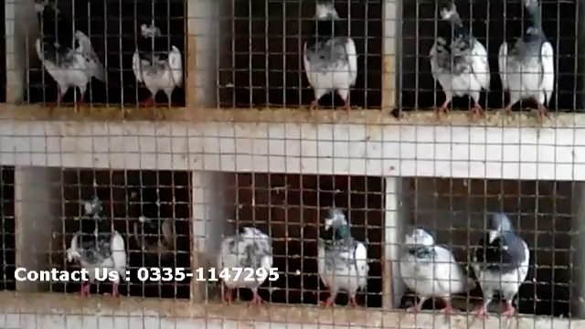 Lahori pigeon for sale, lahore pigeon for sale, teddy kabootar for sale in lahore, buy teddy kabootar