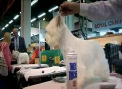 Part 2. UK Kennel Club Generating Maimed, Diseased Dog Breeding. Pedigree Dogs Exposed.