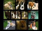 Part 3. UK Kennel Club Promoting Maimed, Diseased Dog Breeding. Pedigree Dogs Exposed.