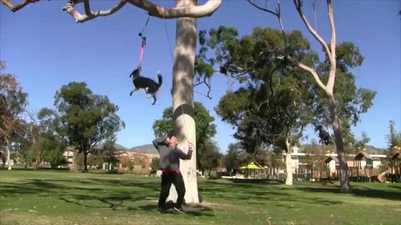 This Dog Has Really Amazing Skills! Beyondstudios.net