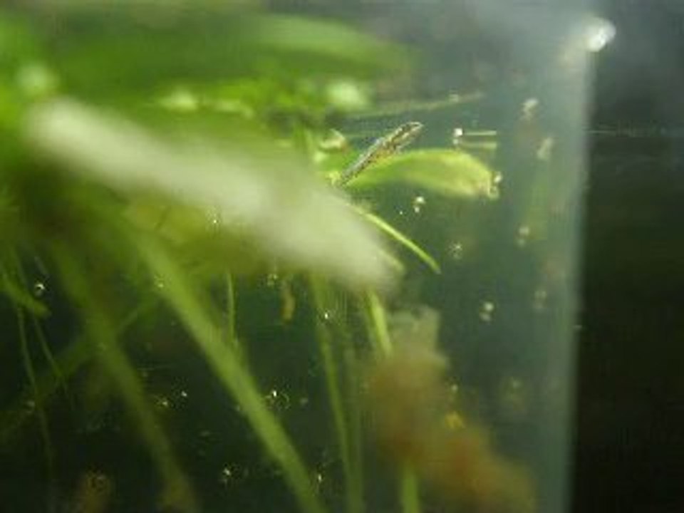 Alevin Poisson Crayon Jours 26