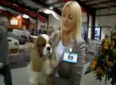Part 6. UK Kennel Club Promoting Maimed, Diseased Dog Breeding. Pedigree Dogs Exposed.