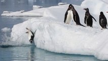 The Ultimate Funny Penguins Compilation