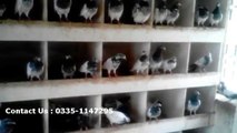 Lahori pigeon for sale, lahore pigeon for sale, teddy kabootar for sale in lahore, buy teddy kabootar (1)