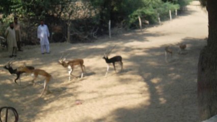 Black buck Deers..... Having fun