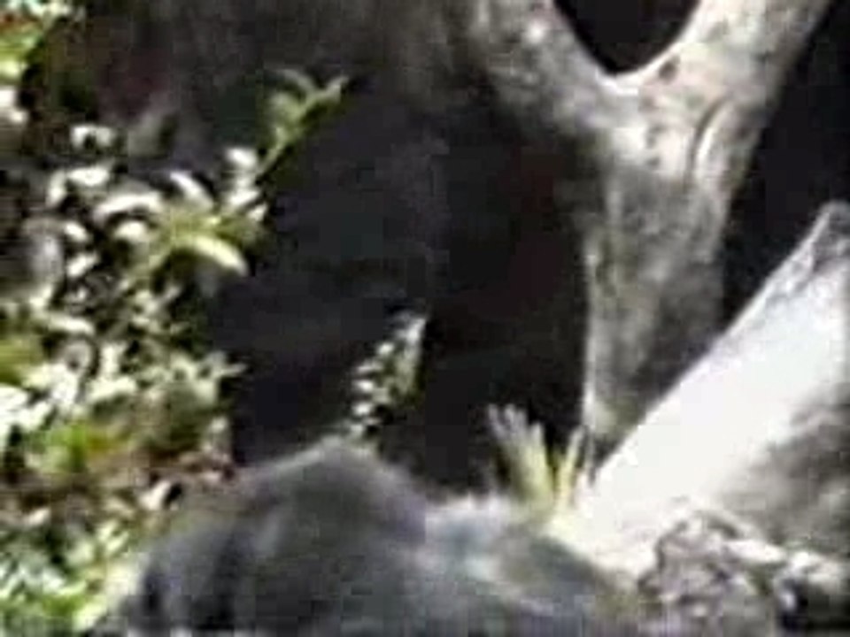 MONKEY SCRATCH