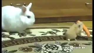 Hamster steals a carrot from a Rabbit