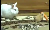 Hamster steals a carrot from a Rabbit