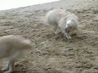 Belle, Anouchka, Arkan