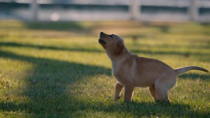 Budweiser Super Bowl XLVIII Commercial -- Puppy Love