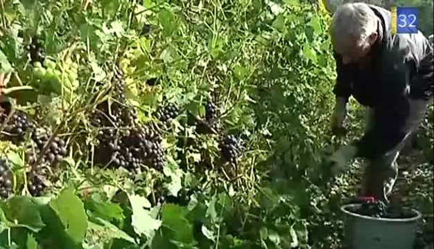 Les vendanges d'Alex