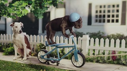 Slow Bark - CarMax Puppy Version of Big Game Commercial 2014