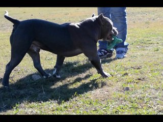 Sauceda Bulliez ¨Wah-Ching¨  Mr.Miagi X Kingdom Snooki