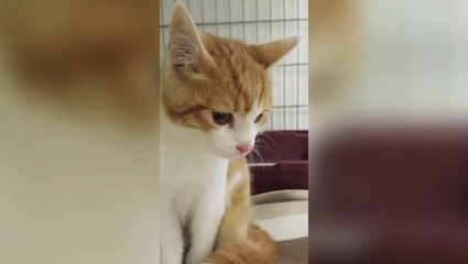 Oscar le chaton maltraité à Marseille est sain et sauf