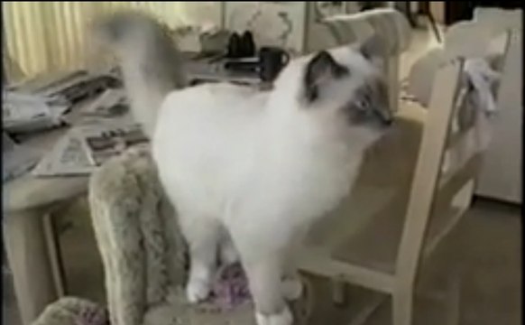 Un gros chat qui se ramasse... Apprendre à SAUTER!!!