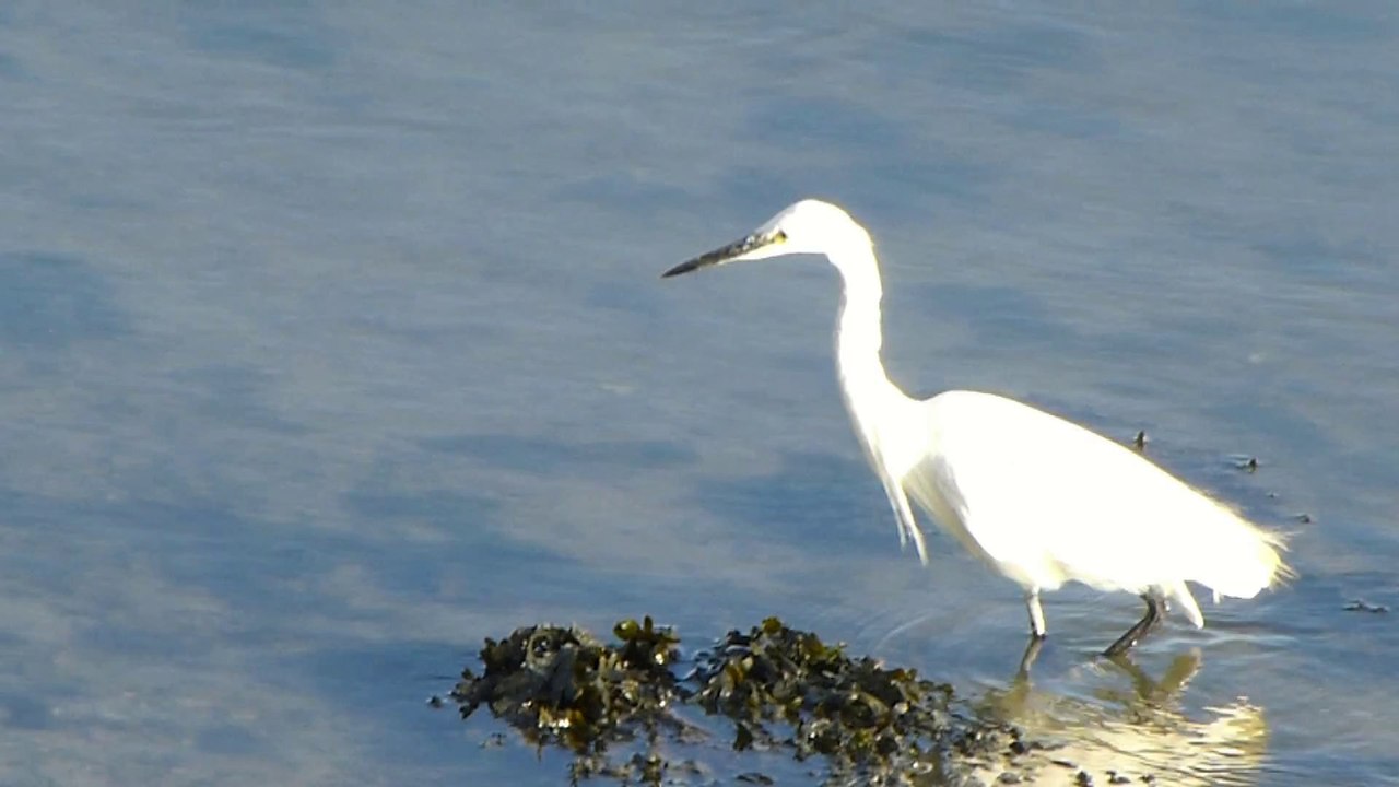 les ailes de nos côtes