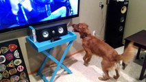Athletic Dog Goes Nuts for TV Tennis