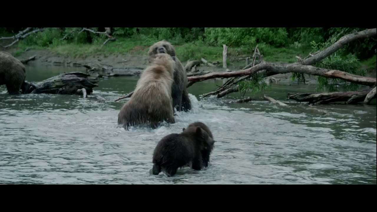 Terre des ours - Bande-annonce #2 [VF|HD720p]