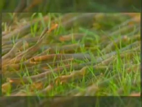 Michael Tsarion on Consciousness