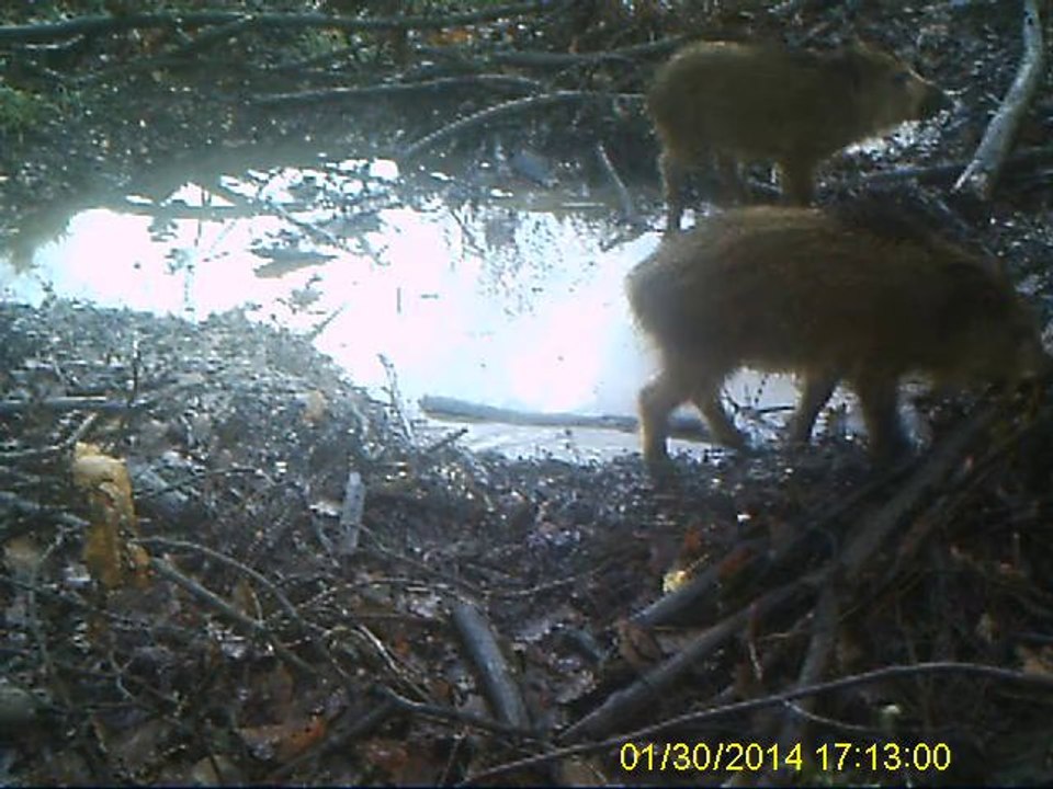 MARCASSINS A LA SOUILLE