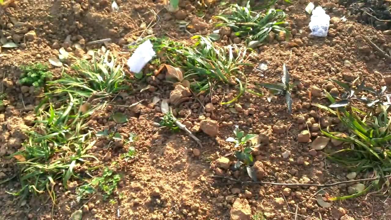 Fake Snow Spreading to ASIA!! Definitive Proof!