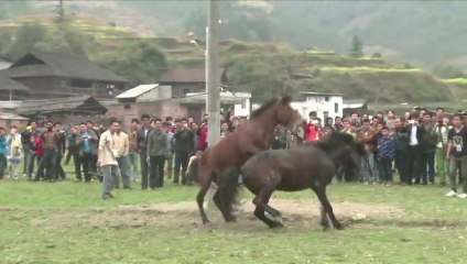Chine : combats de chevaux controversés pour marquer le Nouvel An
